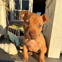 Photo of Markee   8 Week Old Staffy X