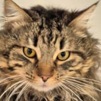 Photo of Pickles