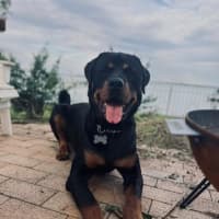 Photo of Murphy