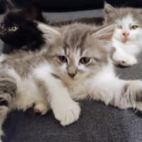 Photo of Miette