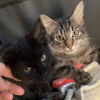 Photo of Abigail And Storm