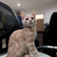 Photo of Biscotti