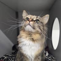 Photo of Cassie (Bonded With Polly)