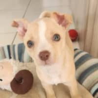 Photo of Matisse   8 Week Old Maltese X