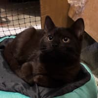 Photo of Atlas