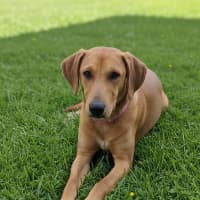Photo of Daisy