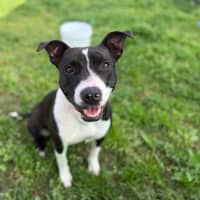Photo of Molly Imp 1754