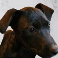 Photo of Kirby   8 Month Old, Male, Mixed Breed Puppy