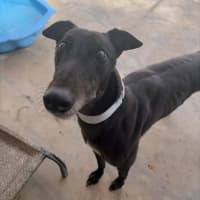 Photo of Mushu The Greyhound