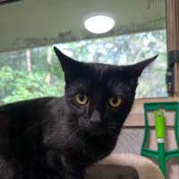 Photo of Shadow