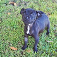 Photo of Georgie Girl