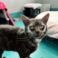 Photo of Nyx