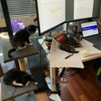 Photo of Licketty Split