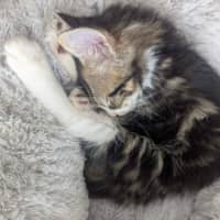 Photo of Evie & Leo   9 Week Old Domestic Short Hair