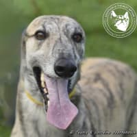 Photo of Tiger Racing Name Nyngan Tiger