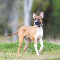 Photo of Buster