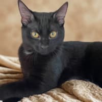 Photo of Pantera
