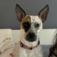 Photo of 🌶️ Chilli Heeler 🌶️