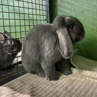 Photo of Cobalt