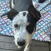 Photo of Jack