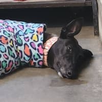 Photo of Katarina The Greyhound