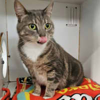 Photo of Pocket Rocket