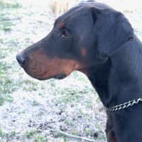 Photo of Mr B Von Dobermann