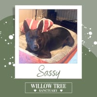 Photo of Sassy