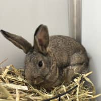 Photo of Vanilla Bean