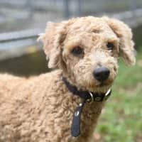 Photo of Little Ted
