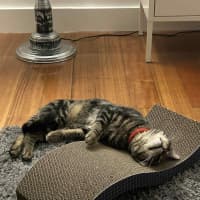 Photo of Max Purkinje