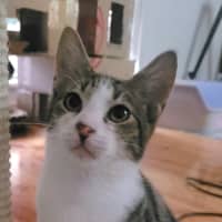 Photo of Oreo
