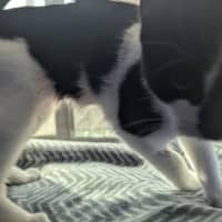 Photo of Peanut