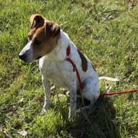 Photo of Roscoe