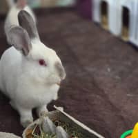 Photo of Hiccups