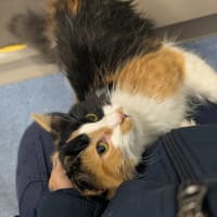 Photo of Cookie 