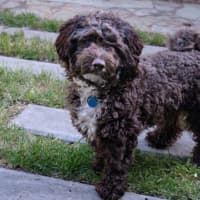 Photo of Bertie Kumara