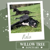 Photo of Nalu