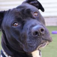 Photo of Gracie