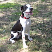 Photo of Snoopy