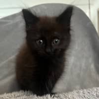Photo of Onyx