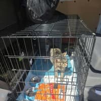 Photo of Tigger