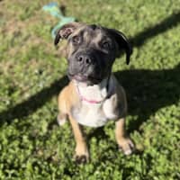 Photo of Nutmeg Imp 1482