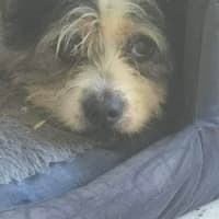 Photo of Cooper