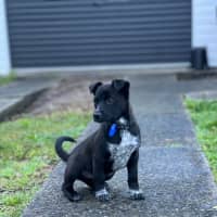 Photo of River   8 Week Old Kelpie X