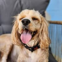 Photo of 🐝 Charlie 6852 🐝