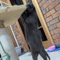 Photo of Smokey