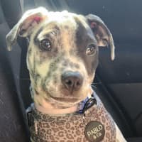 Photo of Daphne   16 Week Old Dalmatian X Cattle Dog