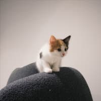 Photo of Feta & Olive