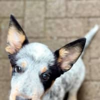 Photo of Willow   15 Week Old Cattle Dog X